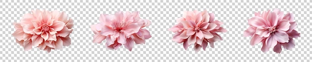 PSD set collection of flower petal isolated on transparent background