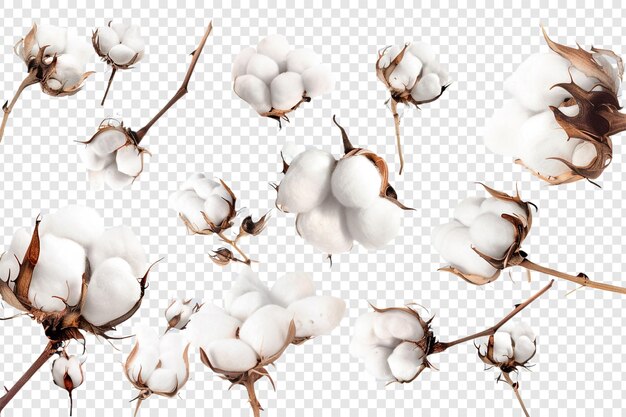 PSD set of cotton isolated on transparent background