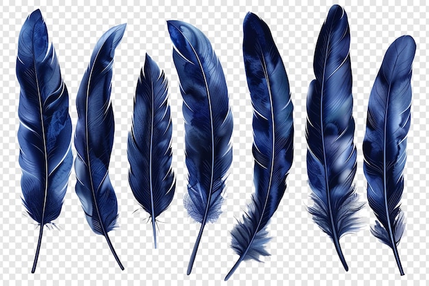 set of dark blue feathers isolated on transparent background