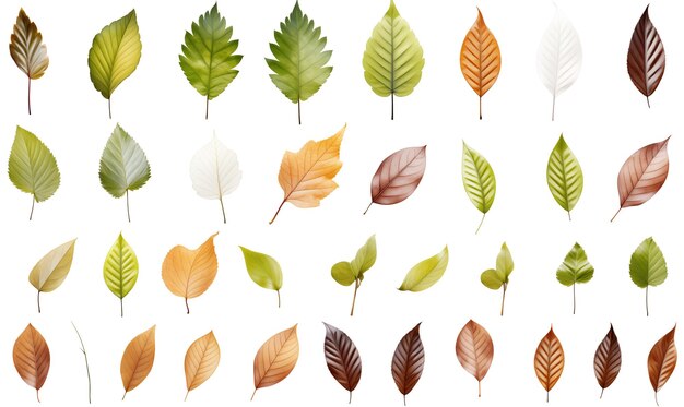 PSD set of different autumn leaves isolated on transparent background