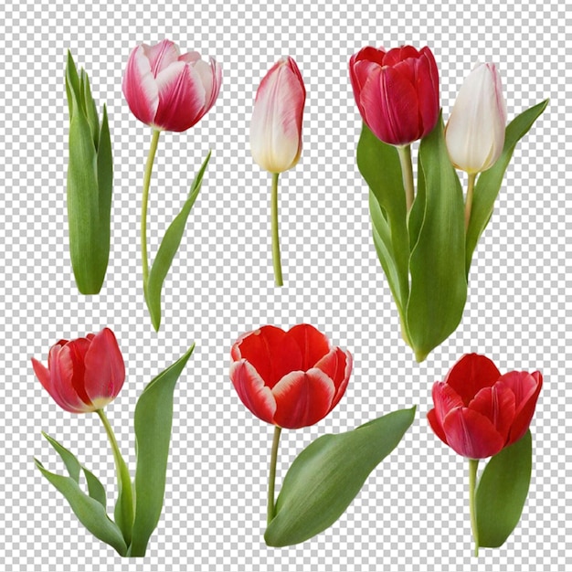 PSD a set of different flowers with a white and red tulip