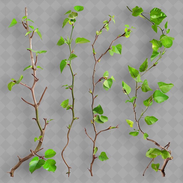 a set of different plants with green leaves and a white background