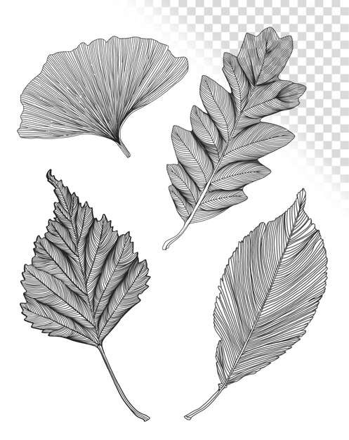 PSD a set of different types of leaves line art hand drawing leaf