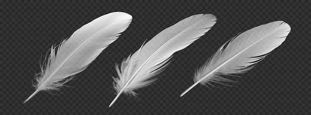 Set of feathers isolated on transparent background png psd