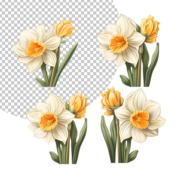 Set of Flowers illustration on Transparent Background