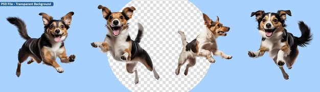 Set of Flying or Jumping Dogs Observing the Elevation from Both Sides and the Front