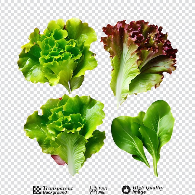 set of fresh salad red green lettuce leaves isolated on transparent background