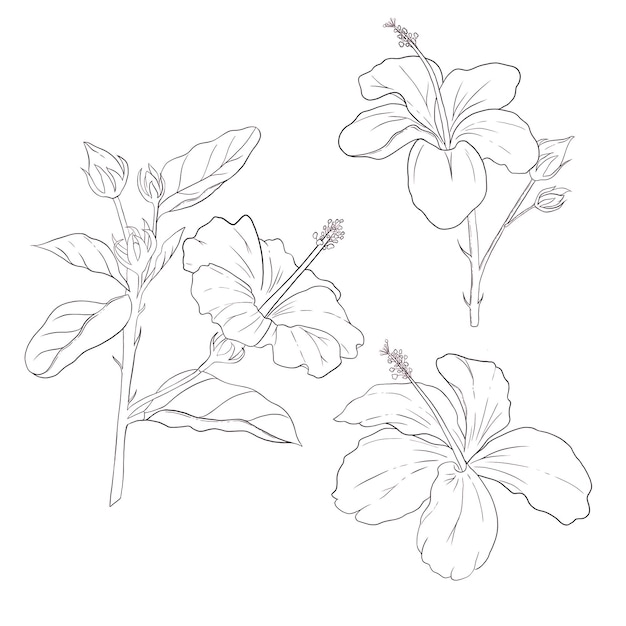 PSD set of hand drawn hibiscus flower