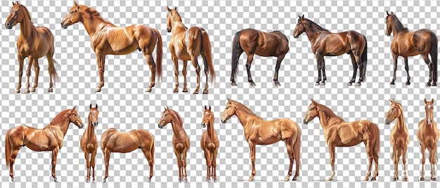 PSD set of horse with front side and back views isolated