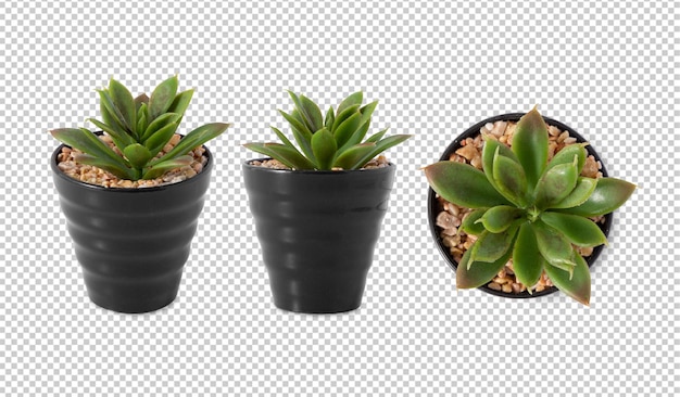 Set of Houseplant in pot cutout Psd file