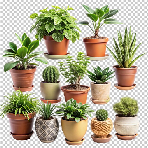 PSD set of houseplants in pots isolated on transparent background