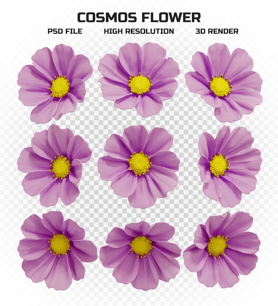 Set of isolated cosmos flowers in high resolution with many perspectives