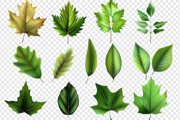 PSD set of leaves isolated on transparent background