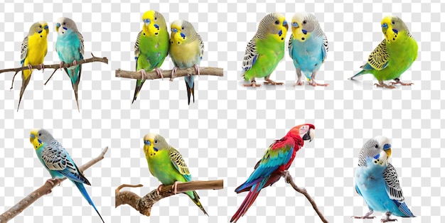 Set of macaw on transparency background PSD