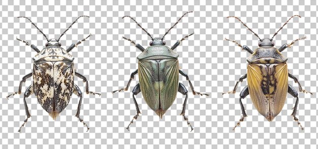 PSD set of a marmorated stink bug collection isolated transparent background