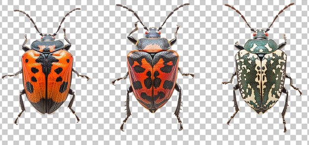 PSD set of a marmorated stink bug collection isolated transparent background