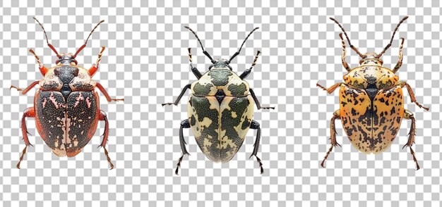 PSD set of a marmorated stink bug collection isolated transparent background