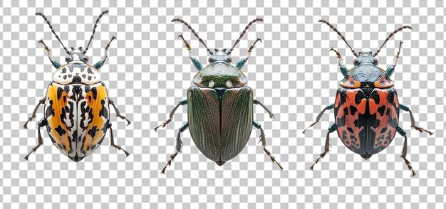 PSD set of a marmorated stink bug collection isolated transparent background