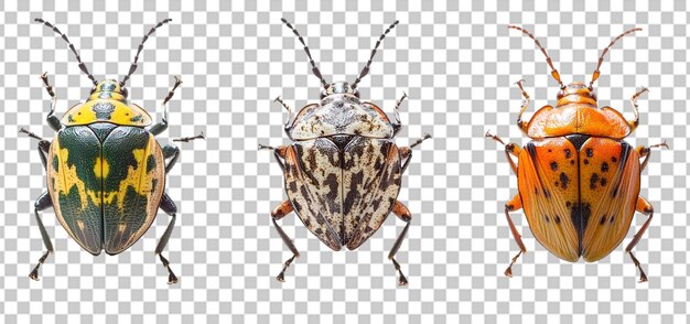 PSD set of a marmorated stink bug collection isolated transparent background