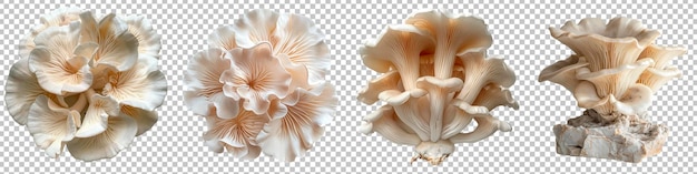 Set of Oyster Mushroom Development Phases