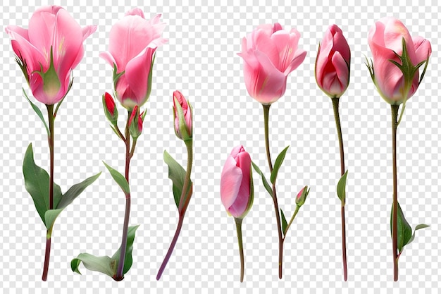 PSD set of pink bud flowers isolated on transparent background