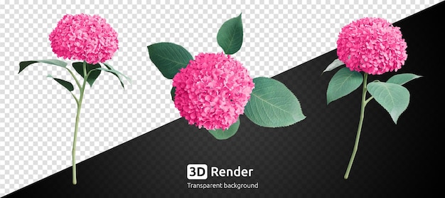 Set of pink hydrangea flower isolated