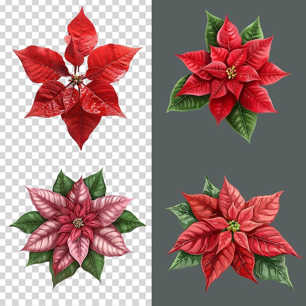 PSD a set of poinsettia flower isolated on transparent background