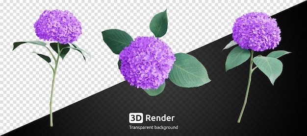 Set of purple hydrangea flower isolated