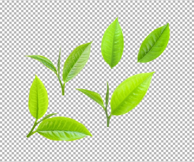 Set of tea leaves isolated on alpha layer