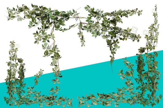 PSD set of various creeper plants isolated on transparent background