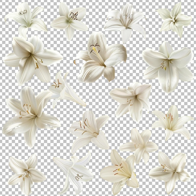 a set of white flowers with the word spring on the bottom on white transparent background png