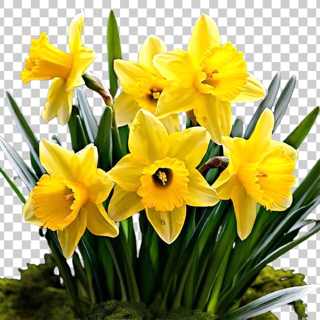 PSD a set of yellow daffodils with a transparent background