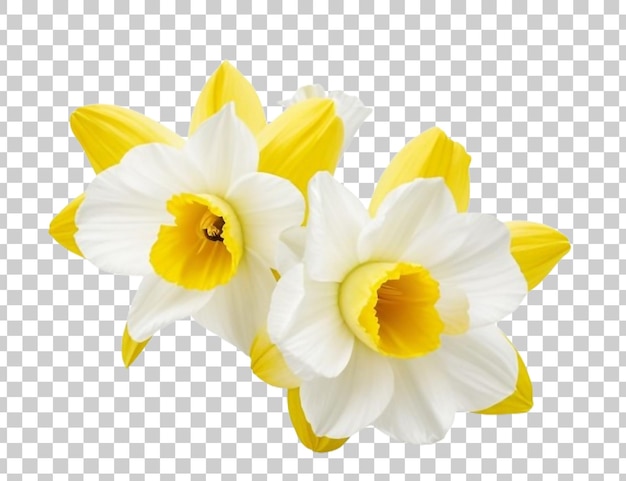 a set of yellow daffodils with a transparent background