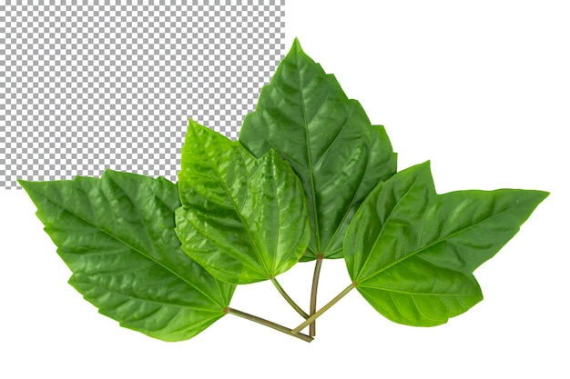 Several green leaves Isolated on a transparent background