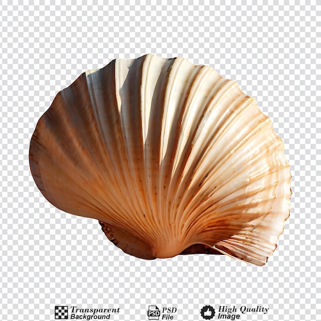 a shell isolated on transparent background