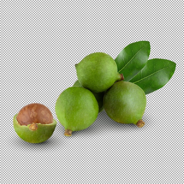 Shelled macadamia nuts isolated on alpha background