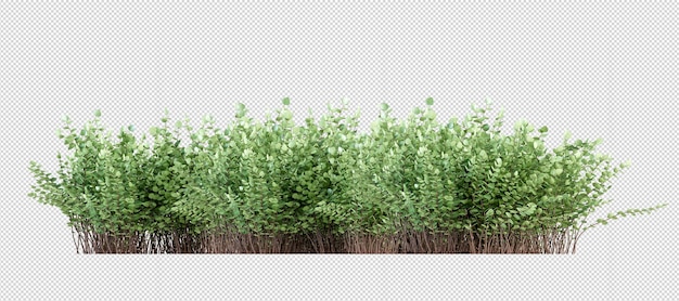 Shrubs in 3d rendering isolated