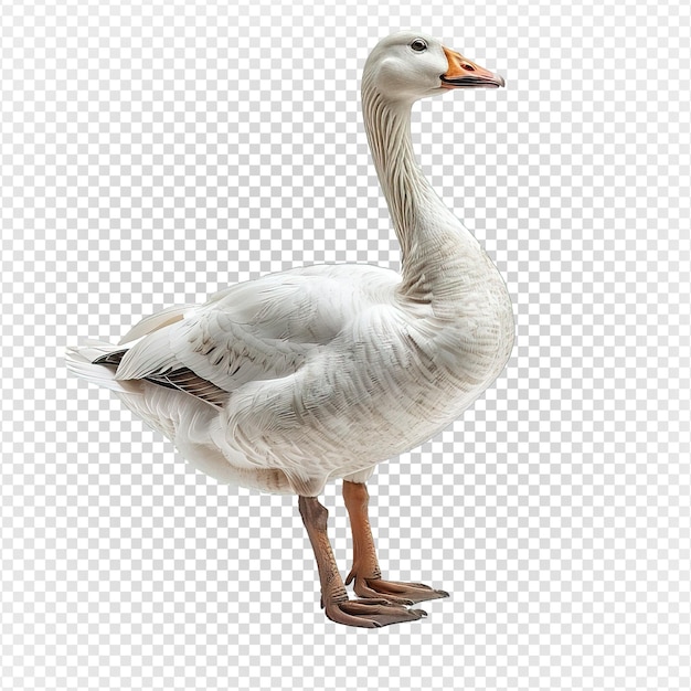 side view of white swan isolated on transparent background generative ai