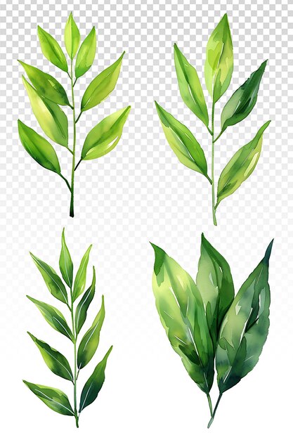 PSD simple watercolor green leaves clipart on white background