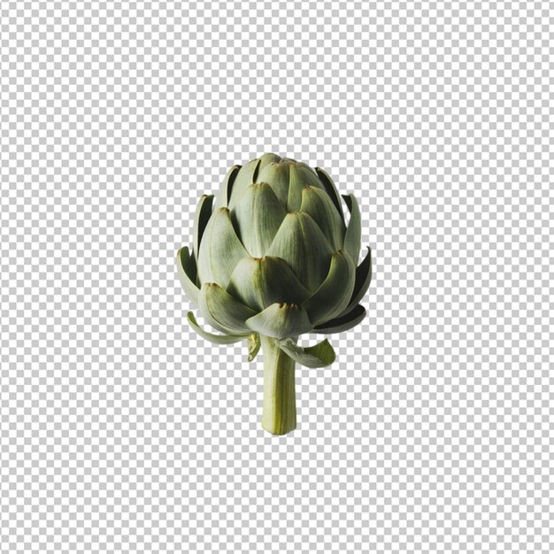 PSD single artichoke with green leaves isolated