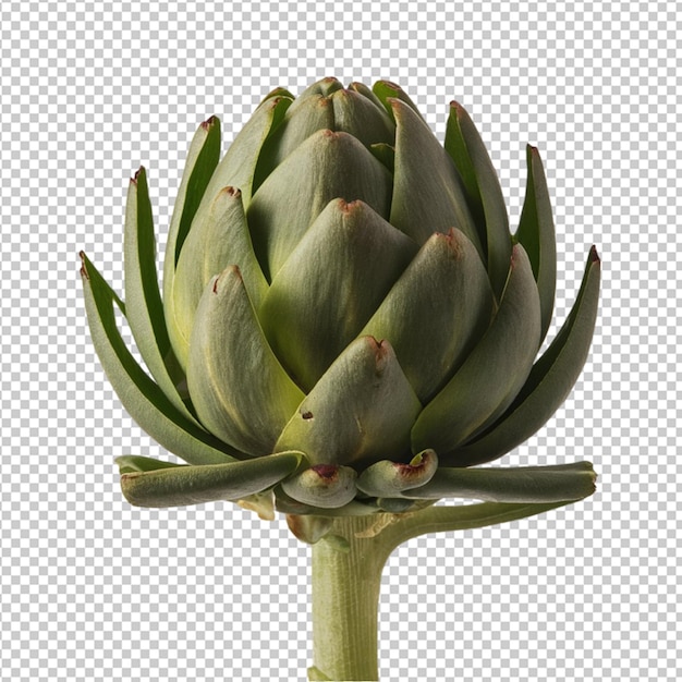 PSD single artichoke with green leaves isolated