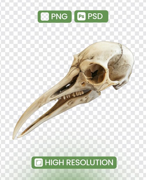 Single bird skull isolated on white Intriguing natural history subject