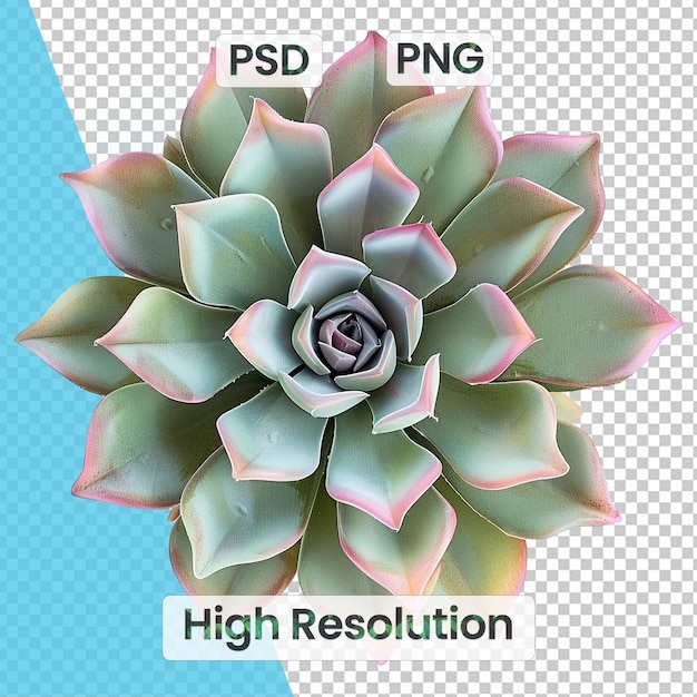 Single Echeveria plant with rosetteshaped leaves arranged symmetrically Botanical symmetry concept