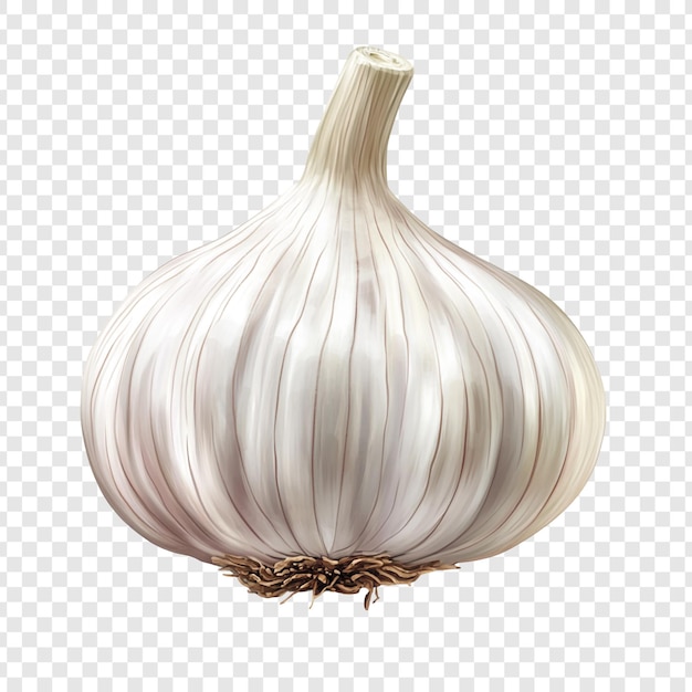 Single Garlic Bulb Illustration