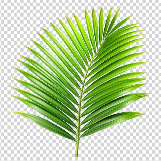 A single green palm leaf with a long stem on transparent background