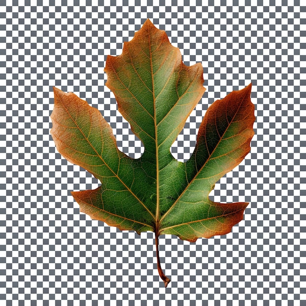 Single green sassafras leaf isolated on transparent background