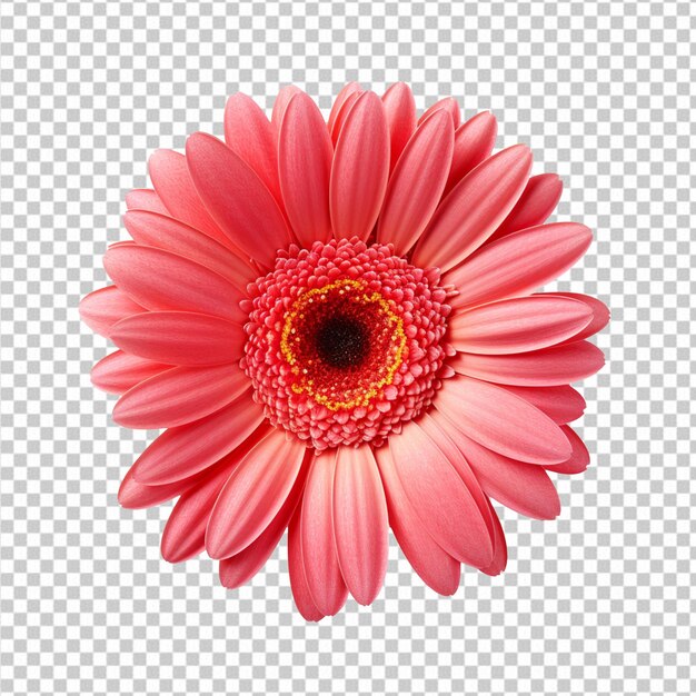 A single piece of gerbera top view isolated on transparent background