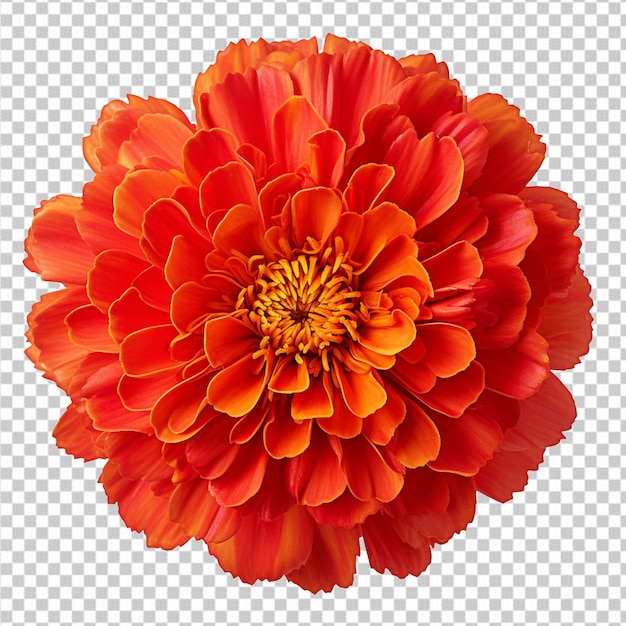 A single piece of red marigold top view isolated on transparent background