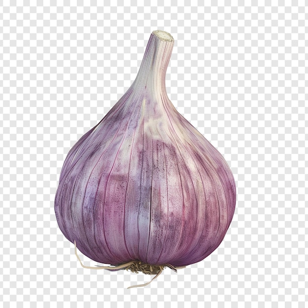 Single Purple Garlic Bulb