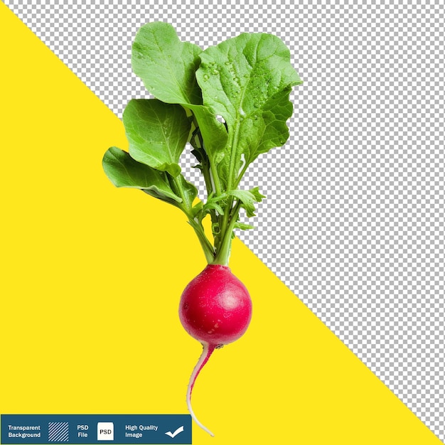 Single Radishes on White Background with Small Transparent Background PNG PSD